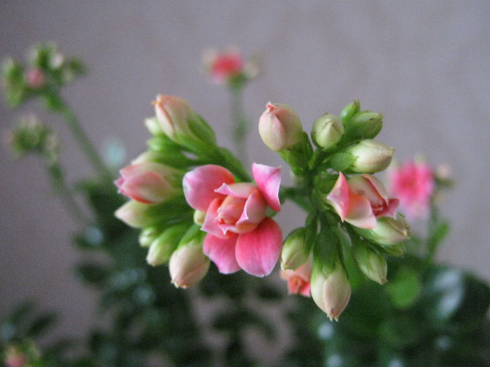IMG_4089 - KALANCHOE