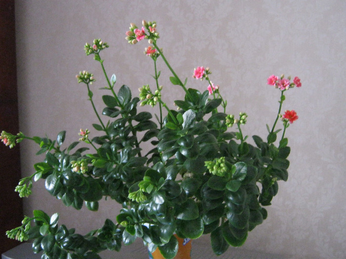 IMG_4090 - KALANCHOE