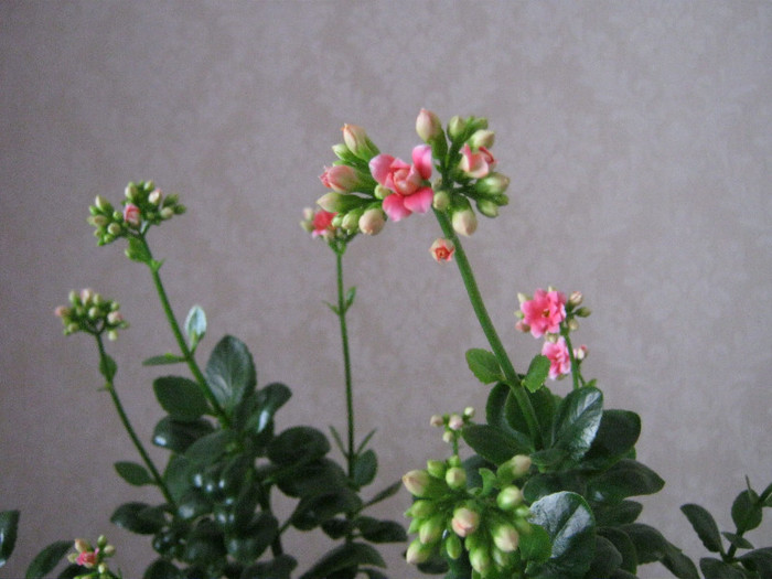 IMG_4093 - KALANCHOE