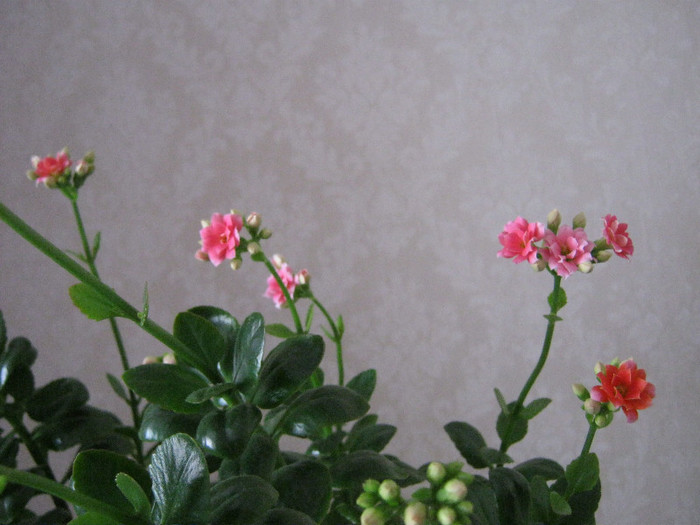 IMG_4094 - KALANCHOE