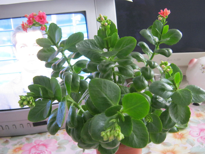 IMG_4121 - KALANCHOE