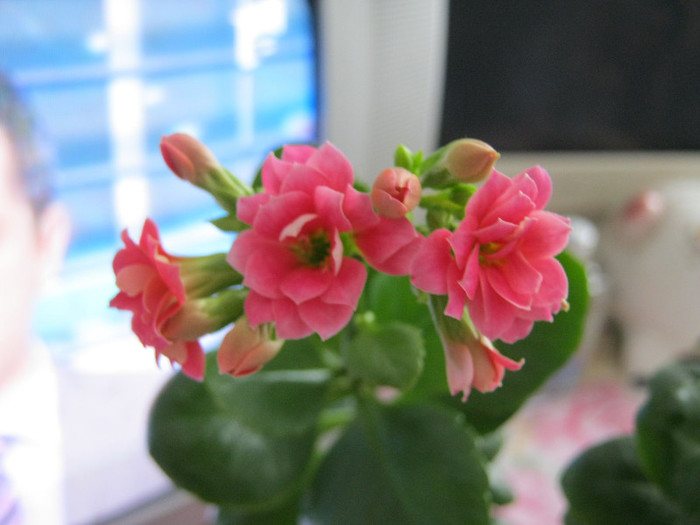 IMG_4122 - KALANCHOE