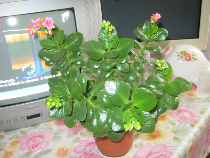 IMG_4124 - KALANCHOE
