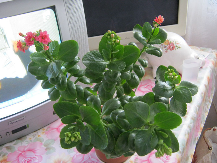 IMG_4125 - KALANCHOE