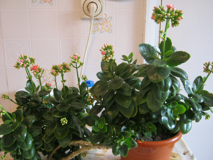  - KALANCHOE