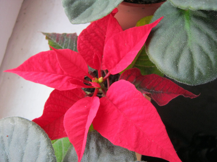 IMG_4053 - POINSETTIA_Steaua Craciunului