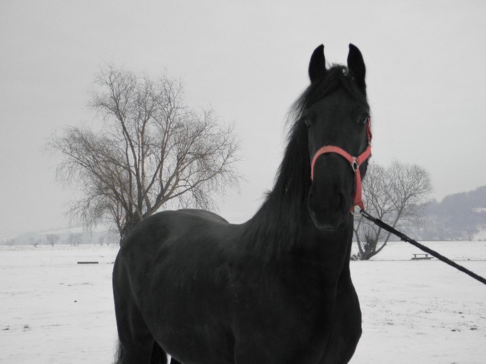 IAPA FRIESIAN