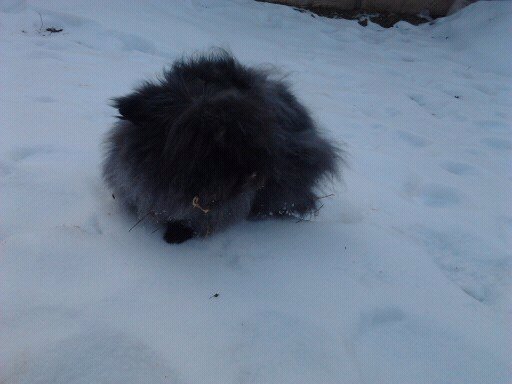 Iepuri Angora 001