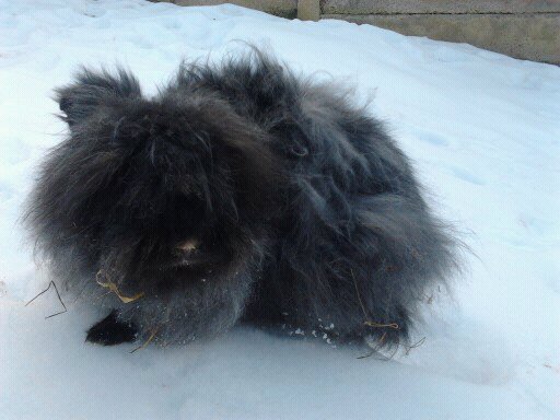 Iepuri Angora 002