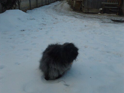 Iepuri Angora 005