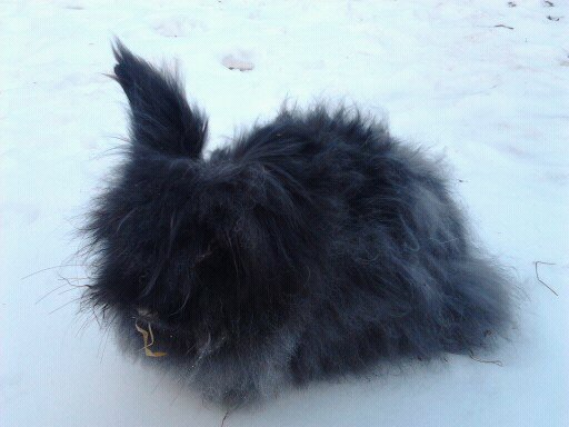 Iepuri Angora 007