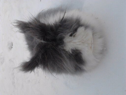 Iepuri Angora 010