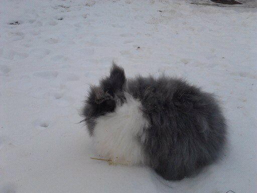 Iepuri Angora 011