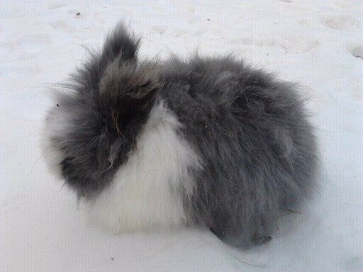 Iepuri Angora 012