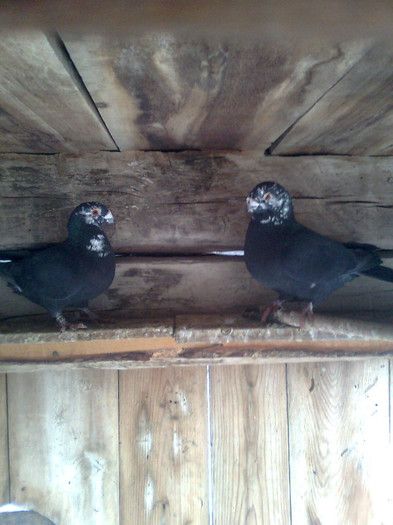 masul 2011 , mascul fara inel , tata si fiu; tatal si fiul
