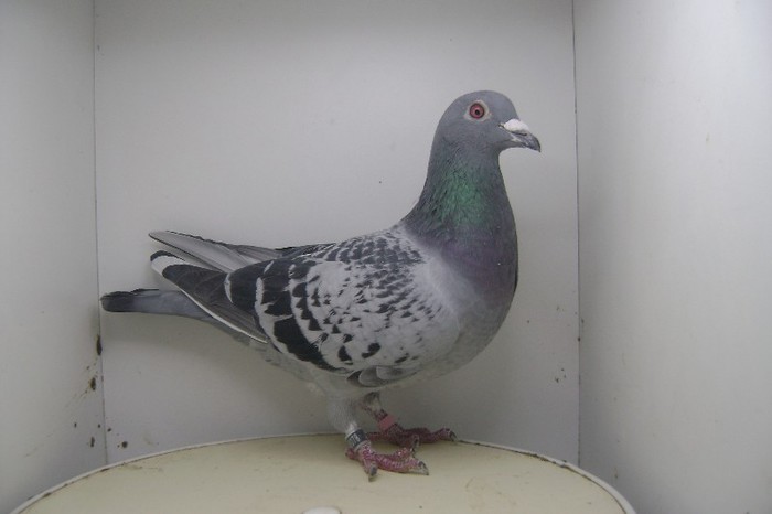 RO - 2012 - 2048078 M