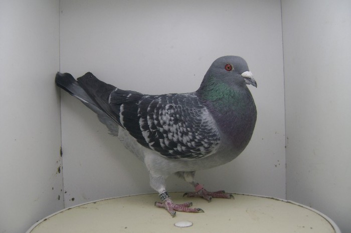 RO - 2012 - 2048066 M