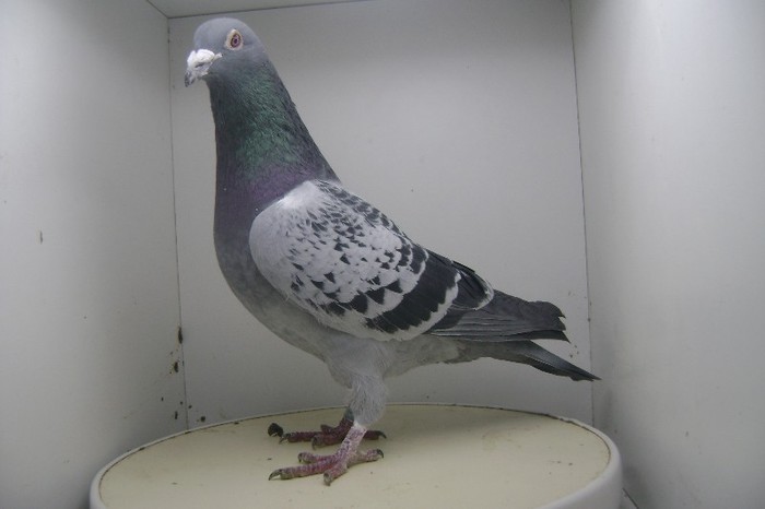 RO - 2011 - 2495020 M