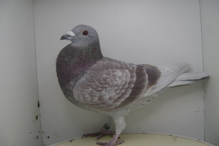 RO - 2012 - 2048079 M