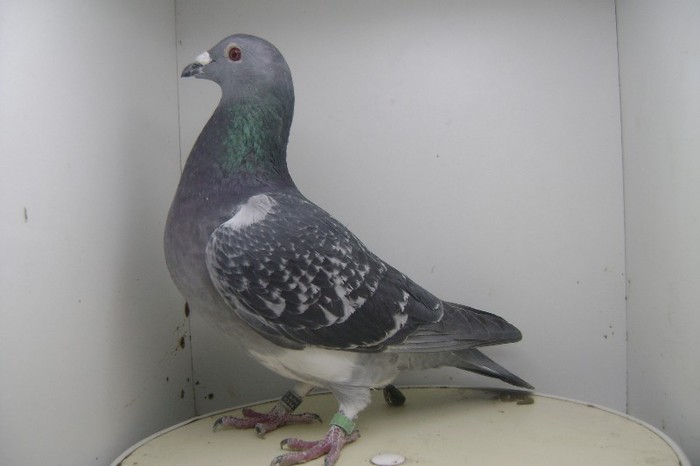 RO - 2012 - 2237119 M