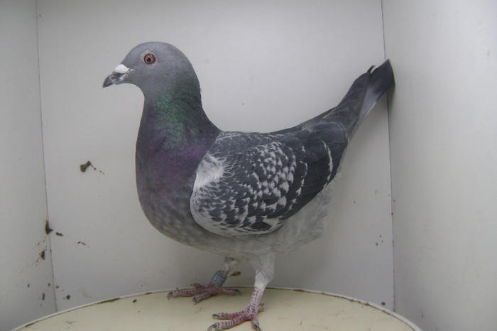 RO - 2011 - 2385152 F