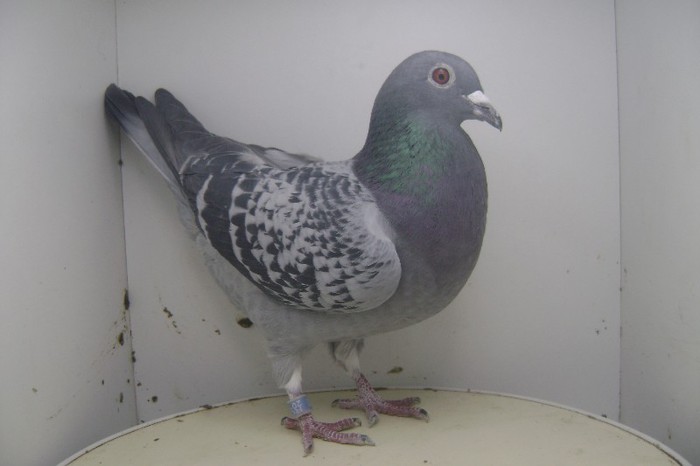 RO - 2011 - 2385081 F