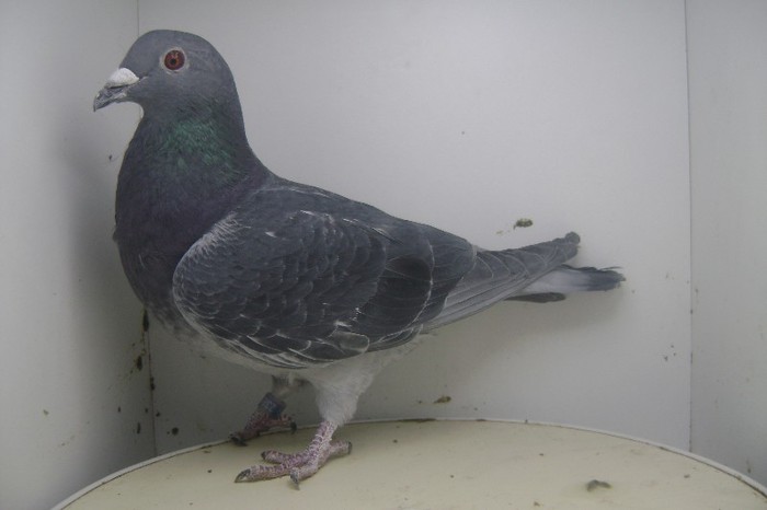 RO - 2011 - 2385085 M