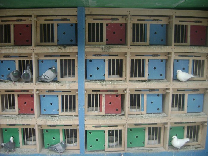 COMPARTIMENT 1 MASCULI