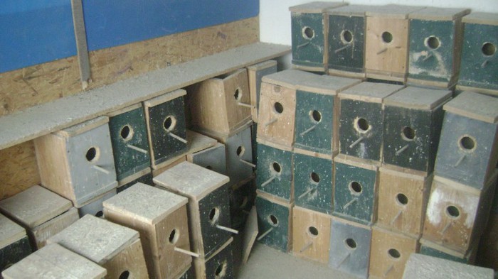 Crescatorie papagali - perusi