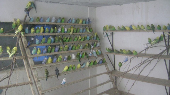 Papagali - Perusi - Crescatoria Visina