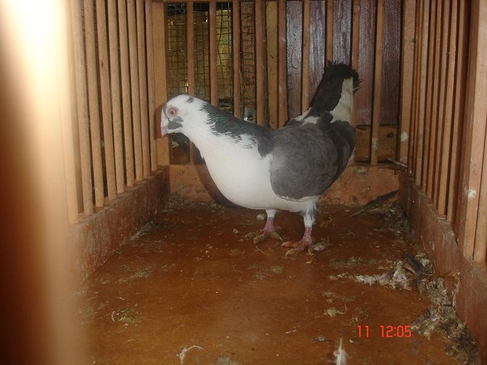 DSC09461 - Jucatori de galati