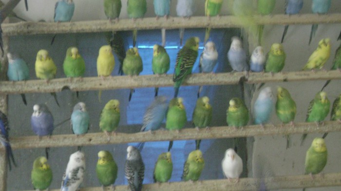 papagali - perusi - Crescatoria Visina