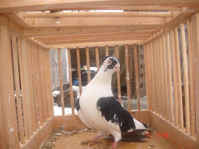 DSC09383 - Jucatori de galati