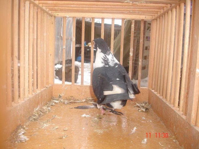 DSC09387 - Jucatori de galati