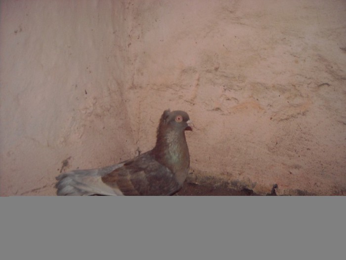 cazatoru meu linia veche - Z-GALATENI CARE MI-AU APARTINUT