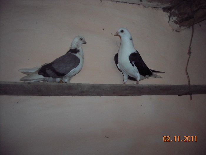 moriscara cu cazator linia mea veche - Z-GALATENI CARE MI-AU APARTINUT