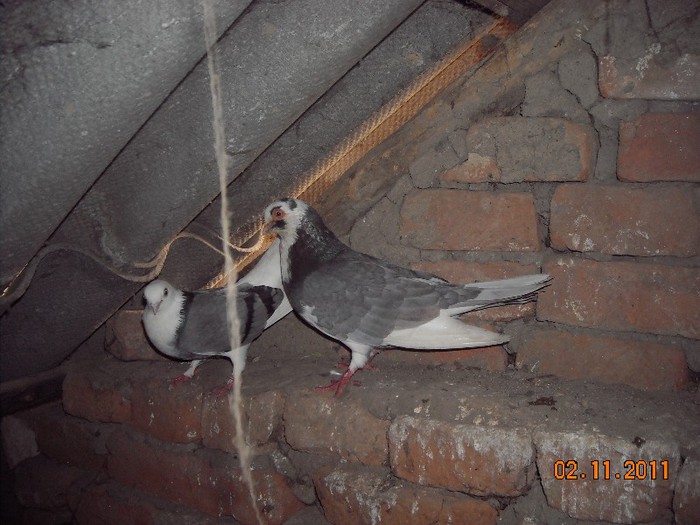 in dreapta un moriscar din linie ff veche