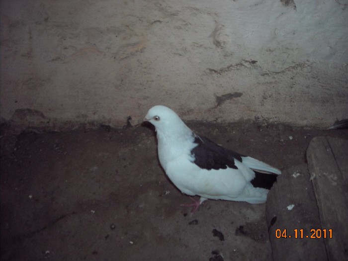 moriscara cu zbor tare bun