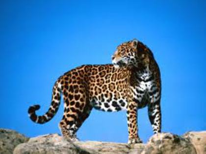  - jaguar