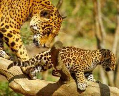  - jaguar