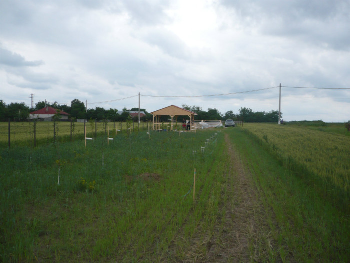 P1070084 - 01 - Inceputul gospodariei noastre 2012