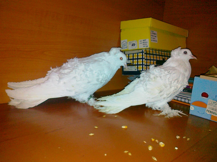 110120132487 - porumbeii nostri