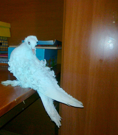 cret francez femela - porumbeii nostri