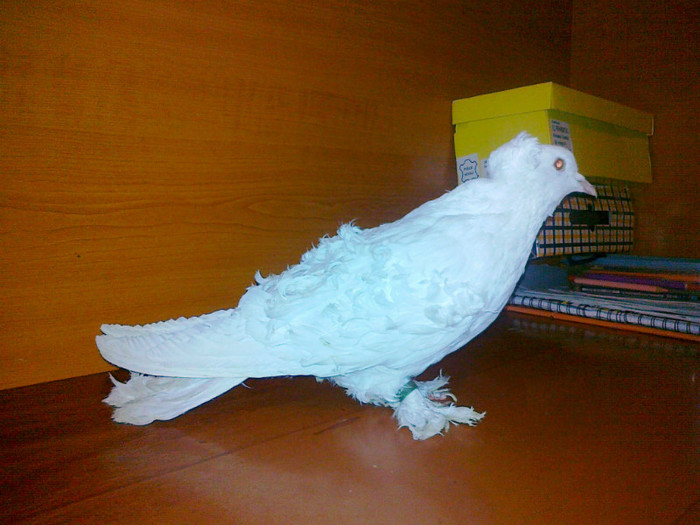 cret francez mascul - porumbeii nostri