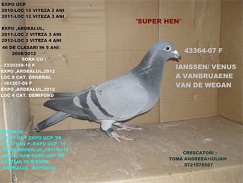 superhen - SUPER HEN