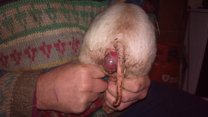 prolaps rectal la un purcel