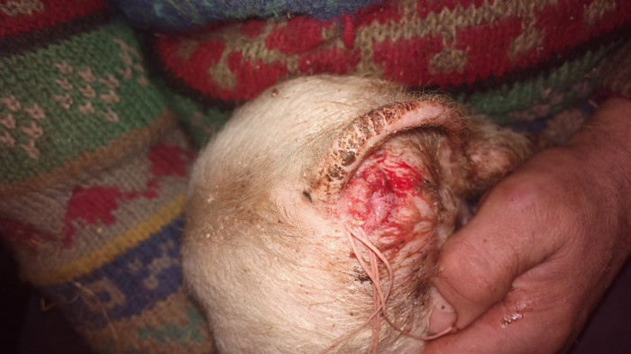 Remediere prolaps; si sutura in bursa .
