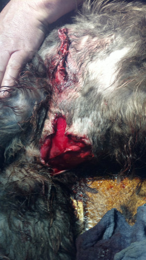 Rana provocata de mistret; plaga superioara, intercostala, cu patrundere in cavitatea toracica a fost suturata...
