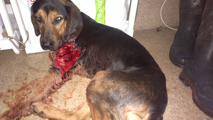 Tot rana provocata de mistret; decolarea pielii pe o suprafata mare, spintecarea muschilor.
