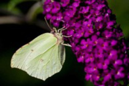 buddleja Royal Red-Clematis